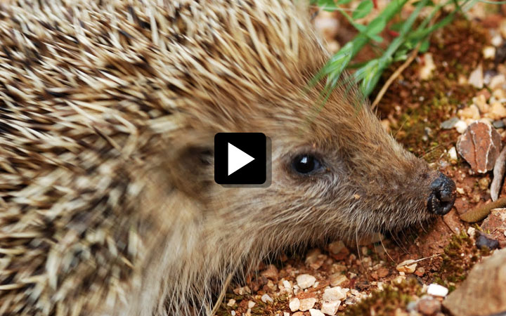 Een moeilijke tijd voor de egel | MediaFris